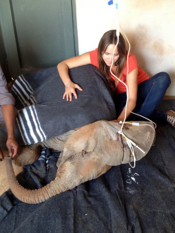 Wildlife Experience - Elephant