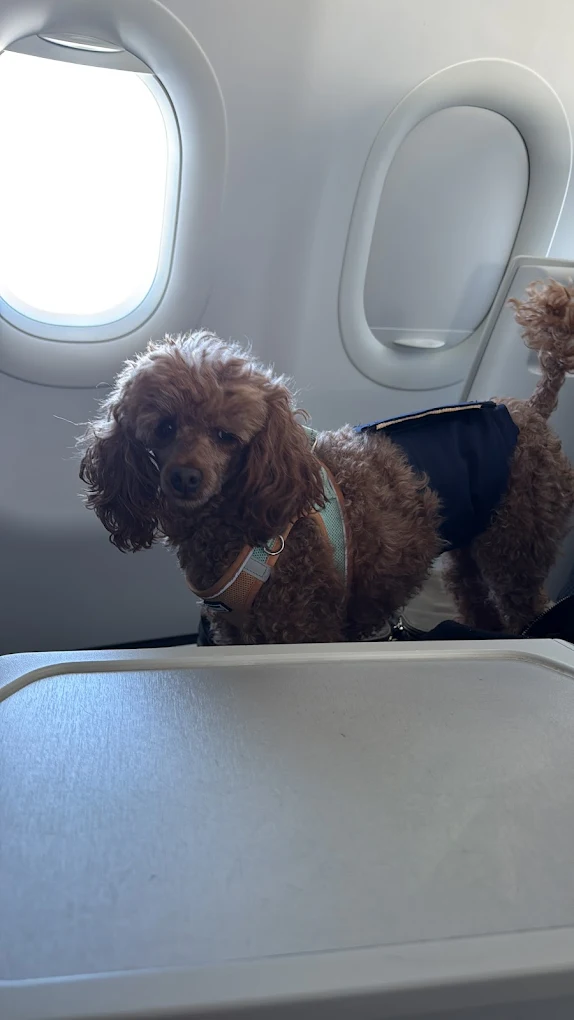 Mascota de Fortuna Bitan viajando